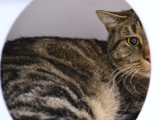  - Unknown - Domestic SH