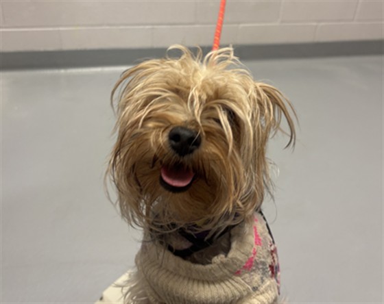 Maya - Female - Yorkshire Terrier