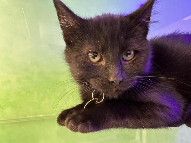 Beans - Male - Domestic SH