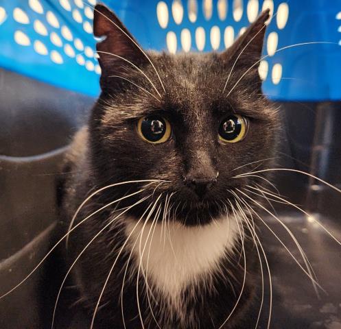  - Unknown - Domestic SH