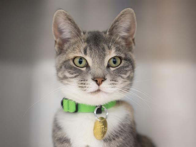  - Female - Domestic SH