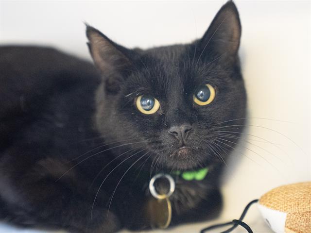  - Female - Domestic SH