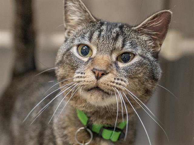  - Female - Domestic SH