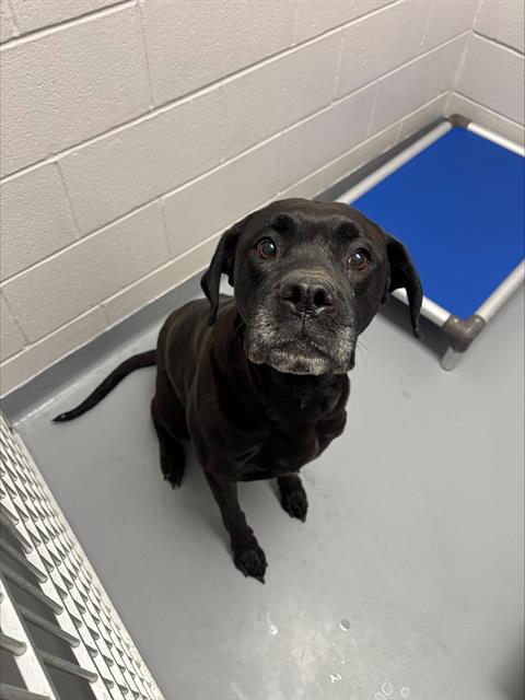  - Female - Labrador Retriever