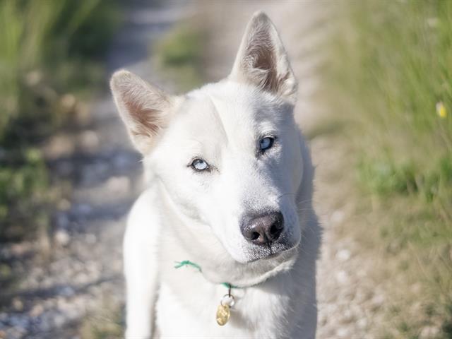  - Female - Siberian Husky