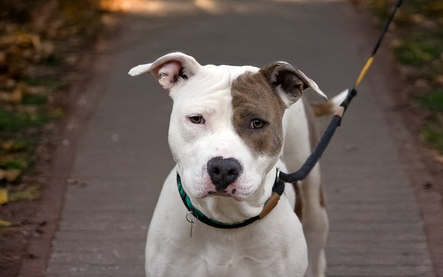  - Female - Pit Bull