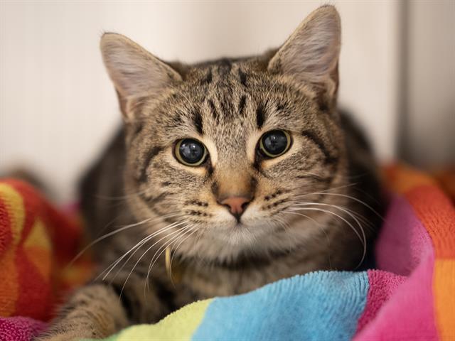  - Female - Domestic SH