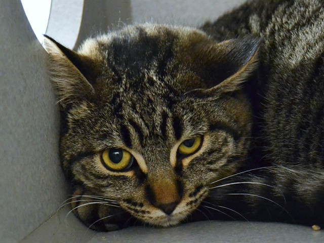  - Male - Domestic SH