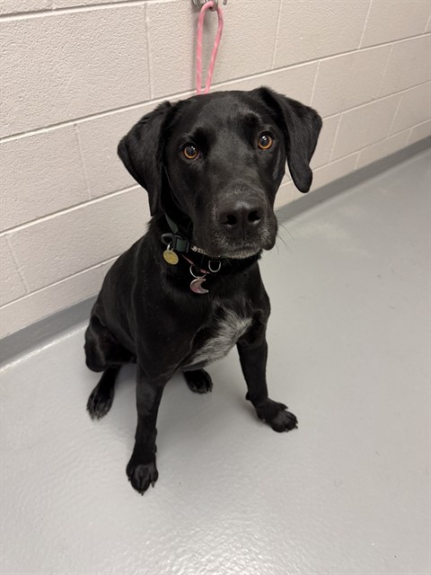 Norman - Male - Labrador Retriever