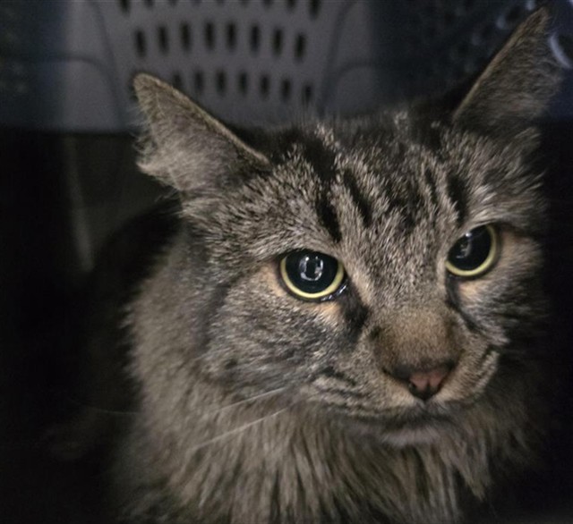 Remi - Female - Domestic MH