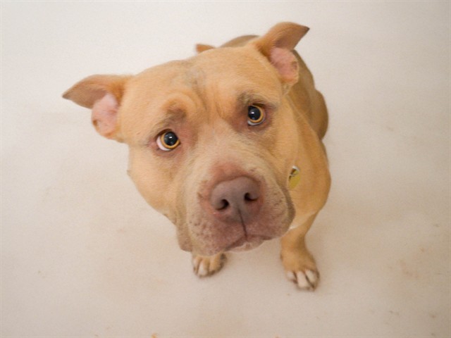 Oberon - Male - Pit Bull