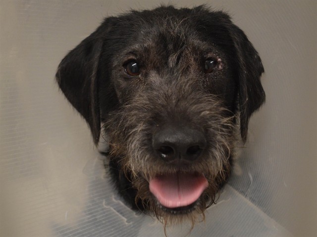 Max - Male - German Wirehaired Pointer-Mix