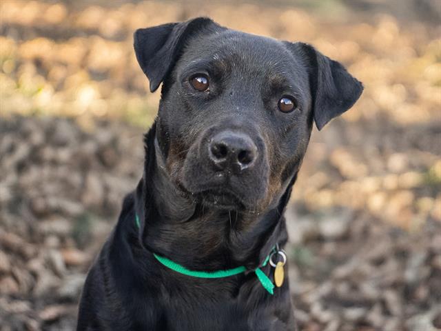 Kindred - Female - Rottweiler-Mix