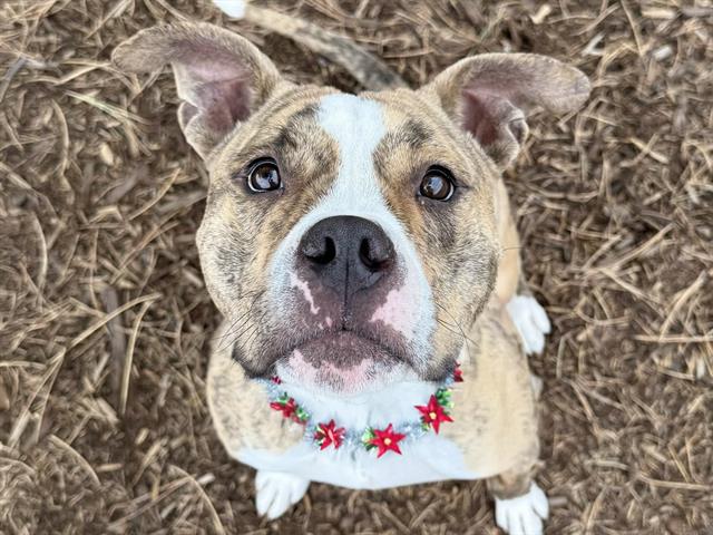 Barb - Female - Pit Bull-Mix