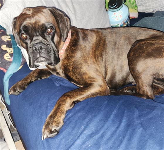 Bailey - Female - Boxer