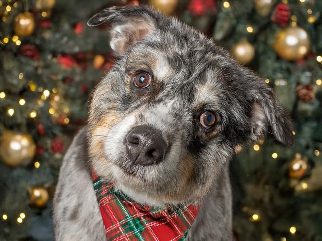 Perceus - Male - Australian Shepherd