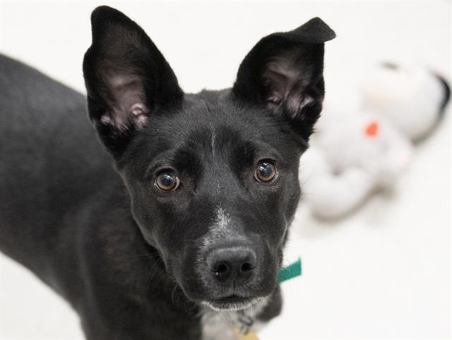 Pepper - Female - Nonspecific