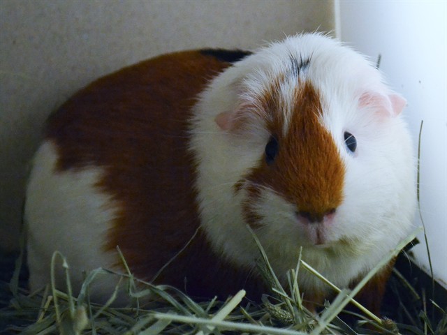Pinky - Female - Guinea Pig