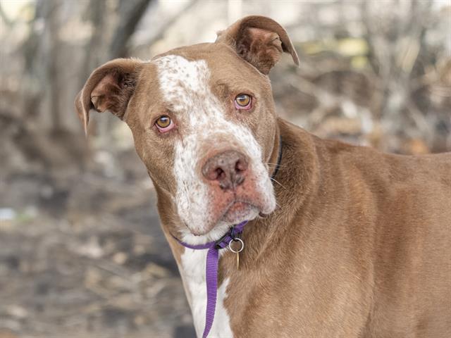 Hank - Male - Pit Bull-Mix