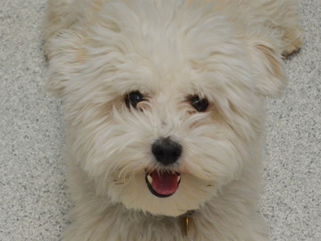 Churro - Male - Maltese-Miniature Poodle