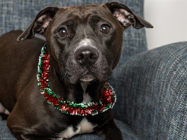 Suni - Female - Pit Bull-Mix