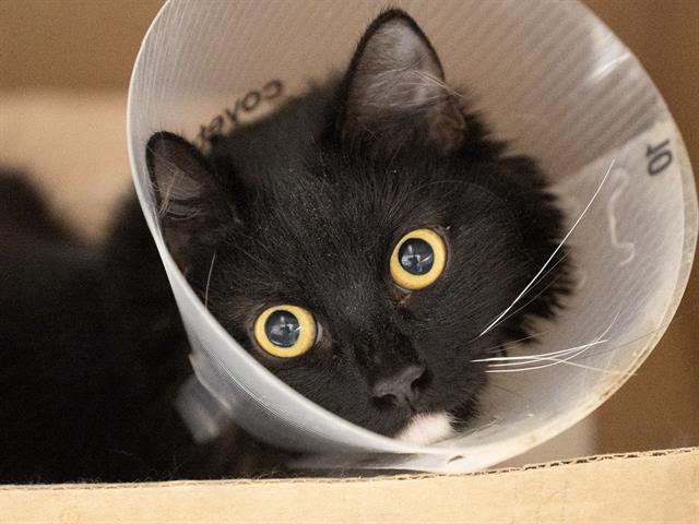 Oreo - Female - Domestic SH