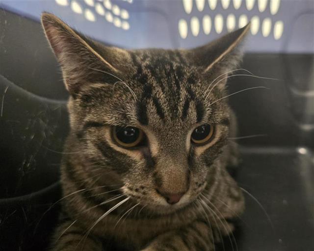 Grimm - Male - Domestic SH