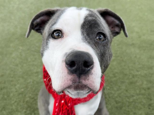 Pine Needle - Female - Pit Bull