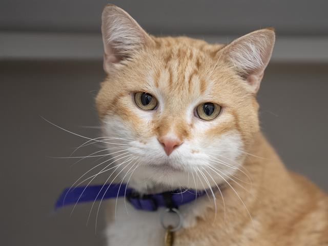 Oliver - Male - Domestic SH