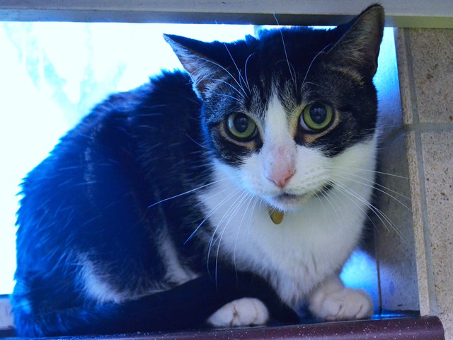 Jerry - Male - Domestic SH