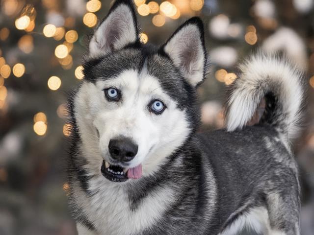 Baldur - Male - Siberian Husky