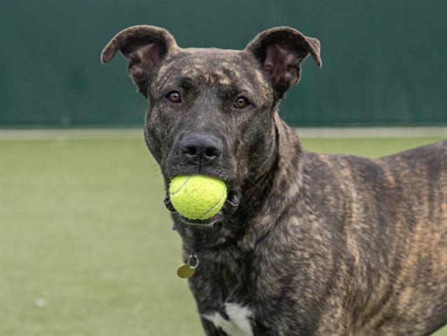 Butterfinger - Male - Cane Corso-Mix