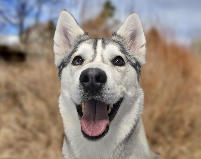 Rose - Female - Siberian Husky