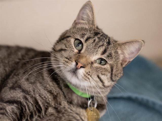 Amore - Female - Domestic SH