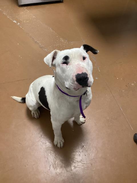 Bingo - Male - Bull Terrier-Mix