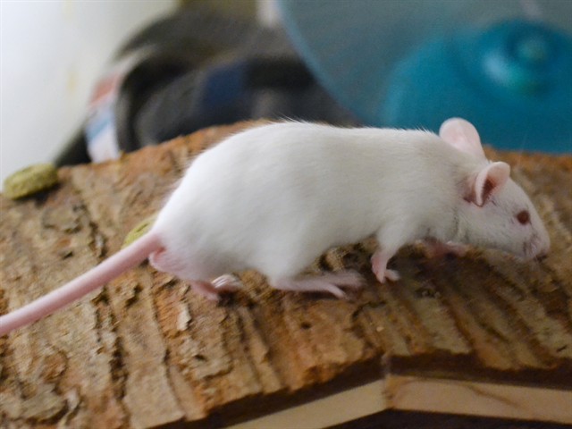 Gingerbread - Male - Mouse