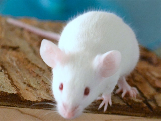 Shortbread - Male - Mouse