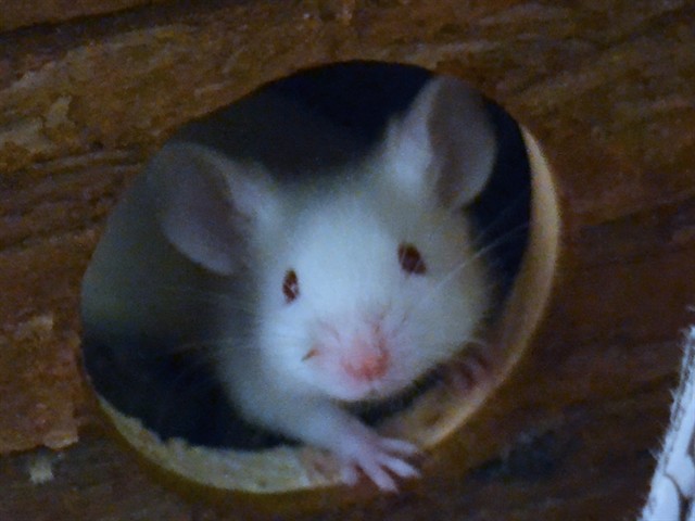 Thumbprint - Male - Mouse