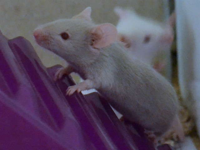 Pinwheel - Male - Mouse