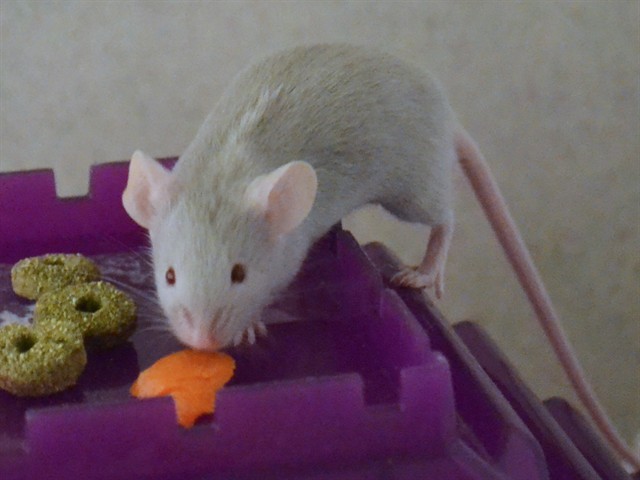 Linzer - Male - Mouse