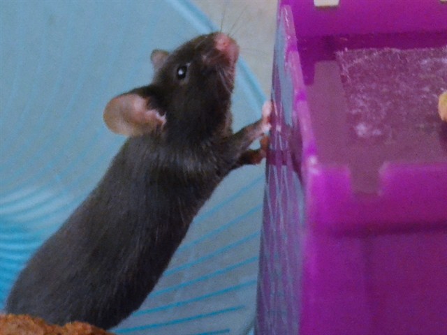 Molasses - Male - Mouse