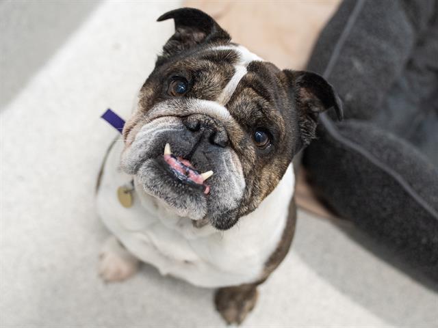 Yams - Male - English Bulldog