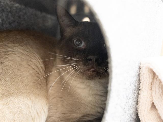 Turkey - Male - Domestic SH