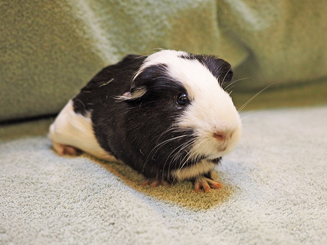 Plum - Female - Guinea Pig