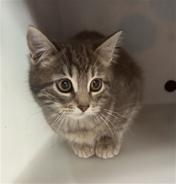 Subz - Female - Domestic SH