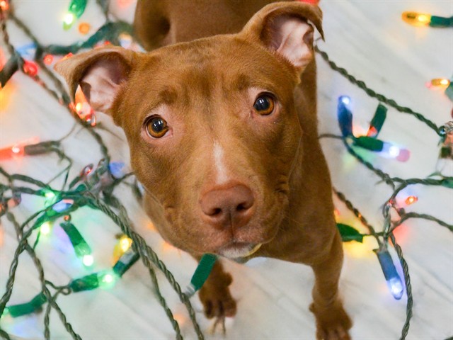 Popcorn - Female - Pit Bull-Mix