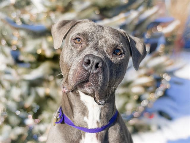 Asparagus - Male - Pit Bull