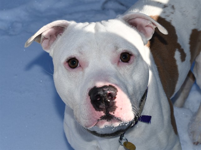 Zeus - Male - Pit Bull
