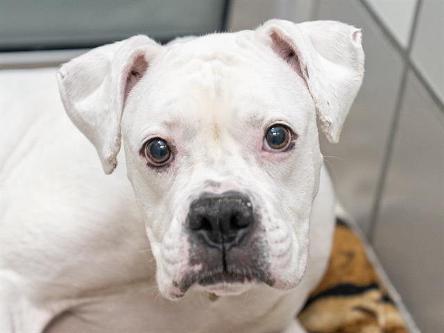 Honey Bun - Female - Boxer