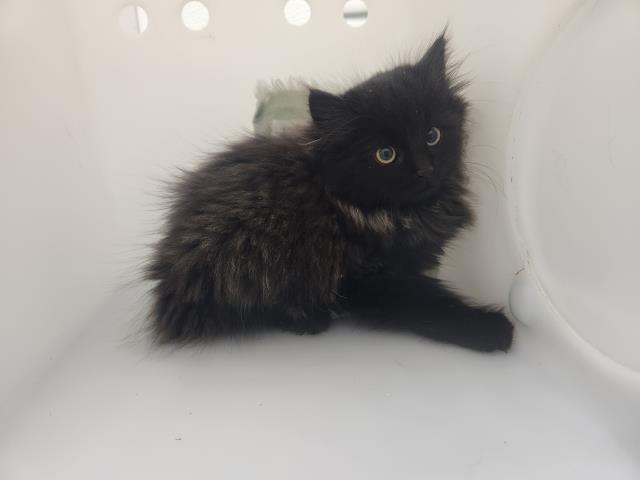 Shadow Grinch - Unknown - Domestic LH